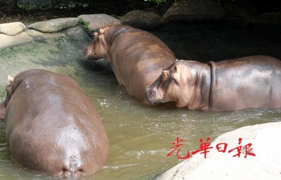 气象暑热,并河马都长时间待在水池,不愿出来走动。