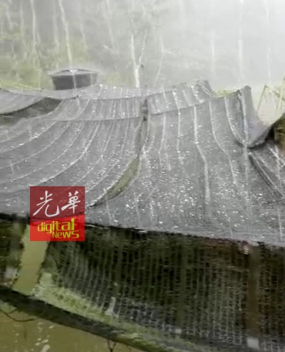 马仑巴登威利周日在一场雷阵雨中下起冰雹,居民纷纷拍下奇观。 2,冰雹幸而体积并不大,因此没有对农作物带来破坏。