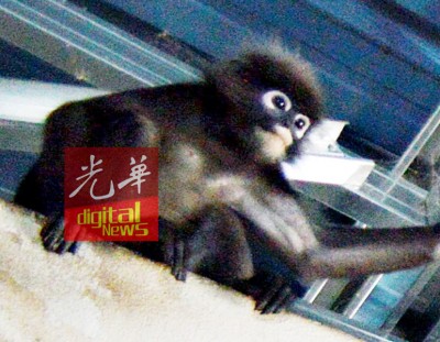一只全身黑色,眼睛周围呈白色的猴子,经常出没在加央皇冠小贩中心一带觅食。