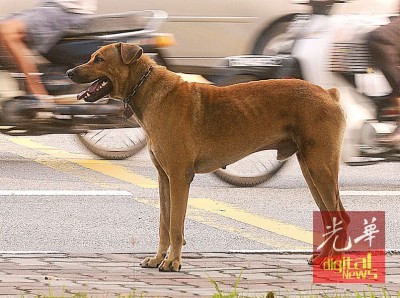 一起来为流浪猫狗寻找一个家。