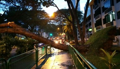 中峇鲁大树连根拔起,横跨四条车道,双向车量无法通行2个多小时。