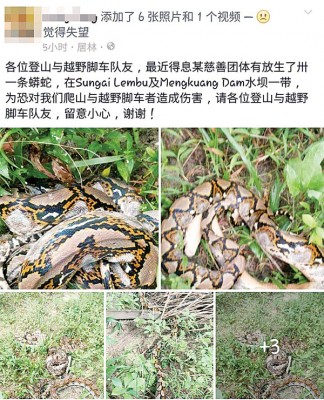 网传慈善组织在林中放生31条蟒蛇,令登山客及越野爱好者人心惶惶。