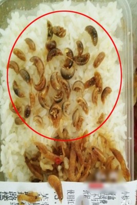 水虫的外观和虾仁很相似。