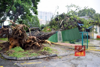 霹雳路百年老树连根拔起地地住家方向倒下。