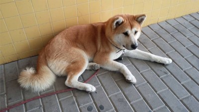 马雅在医院门外坚守,静待主人康复。