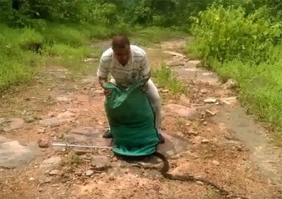 庄园管理人手拿的袋装满了蛇。