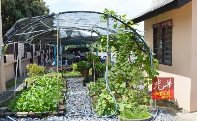 校工亭旁边空间也种植黄瓜,由校工帮忙照料。