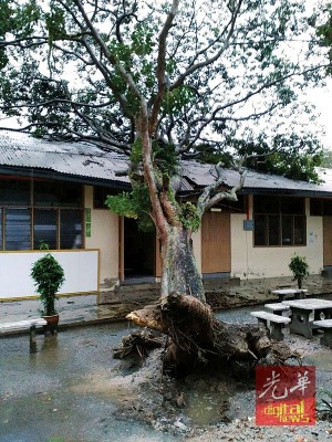 培才华小电脑室旁大树连根拔起压毁电脑室屋顶,雨水流入淋湿电脑。