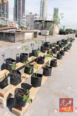 营员善用屋顶上的空地来种植蔬菜药草。
