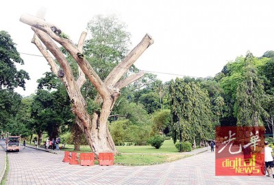 这棵已经成为舍利干的“迎宾树”日后也会被砍伐,以另一个姿态继续在植物园生存。