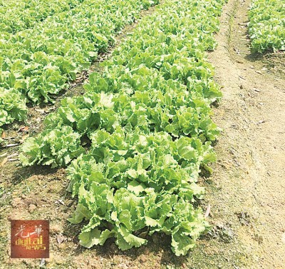 寓意新一年财源滚滚来-生菜(生财)是家家户户年菜之一。