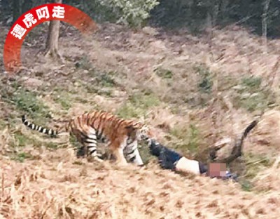 遭虎叼走