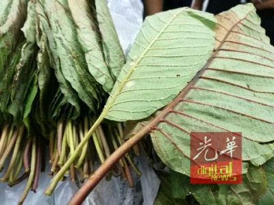 革命叶柄的哥冬叶价格比绿色叶柄的贵。