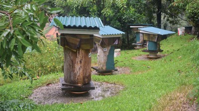 王进财在山庄里建造了逾百座“迷你木屋”，饲养银蜂。一来可以食用其蜜糖，二来还可靠它们传播花蜜，有助植物繁殖生长。