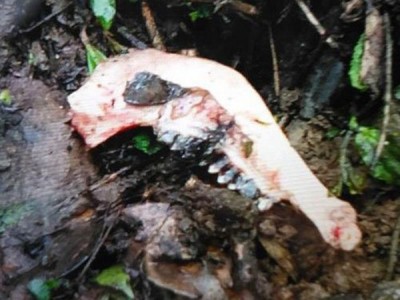 熊猫食后留下的山羊尸体。