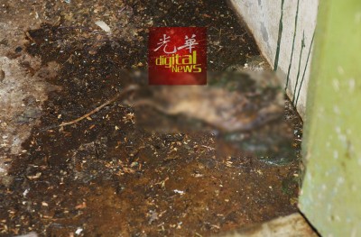 官员在其中一家被下令关闭两周的食肆厨房内,发现一具已腐烂干涸的死老鼠。