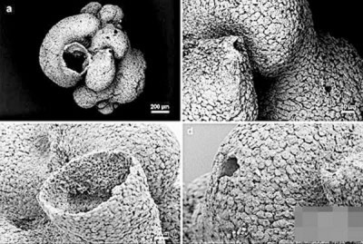 瓮安生物群化石是最古老的海绵化石。