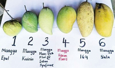 教你辨识香甜芒,别受骗。