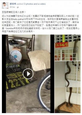 郭帟杋在脸书分享眼镜蛇王闯入住家的视频,吸引逾两百万人点击观看。
