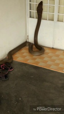 长达8尺粗如成人手臂的眼镜蛇王昂首攀上住家铁门,令人看来毛骨悚然。