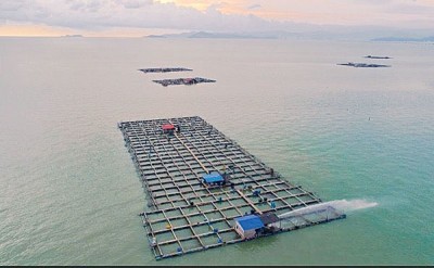 高渊港口海上箱网养鱼场。