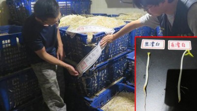 新北五股區、泰山區的兩間芽菜制造廠，被查出在芽菜制程過程中使用低亞硫酸鈉。