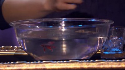 魔术师蔡威泽使出通灵术用冰块变出活生生的斗鱼。