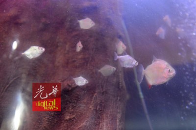 接近毫无威胁性的死四年脂鲤(Mylossoma)凡禁止进口我国的鱼种之一。