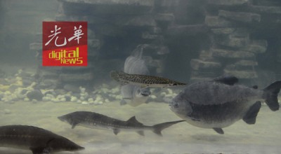 这些鱼类都禁进口我国,其它水族馆或发生哺育的群众,用立即朝渔业局申请制造或登记。