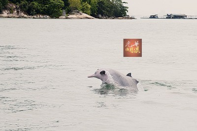 一头跳出水面的海豚,“迎接”李淑玲到来。