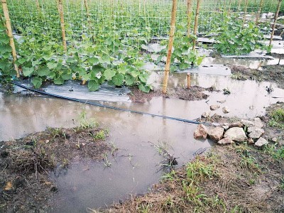 菜园浸泡水中。