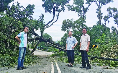 武吉淡汶沿路发生大小树倒。左起许钪凯、刘子健、陈建宝。
