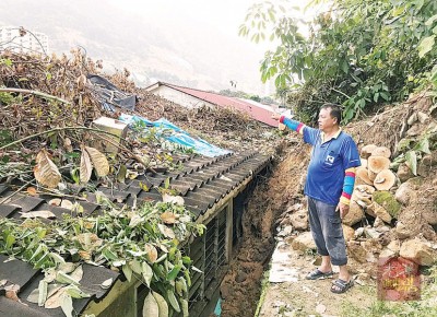 吴国明指出在大水灾隔天,有两棵树木倒塌压在屋梁上,惟已请人来锯树。