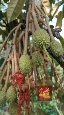 一些榴梿树上已经结出小榴梿。