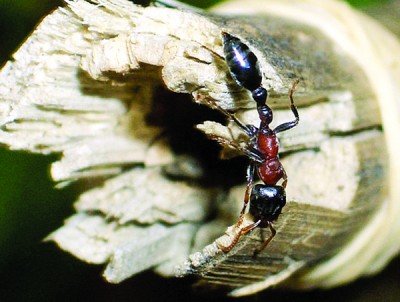 火蟻主要分布於熱帶地區，並喜歡築巢於樹木中或石縫裡。