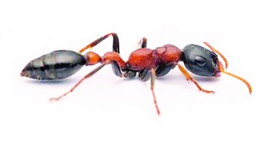 紅黑細長蟻是雜食螞蟻，俗稱為火蟻（醫學名稱：Tetraponera rufonigra）。