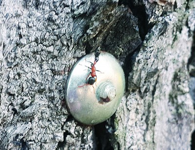 大樹種植的地方都是火蟻的繁殖地，所以在樹桐上都可以發現它們。