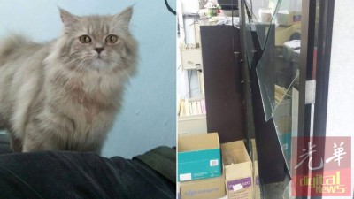 (左)这只寄放在猫儿旅馆的波斯猫,被窃贼相中后偷走,如今下落不明。(右)陈渊鹏的店面被窃贼打破玻璃门干案。