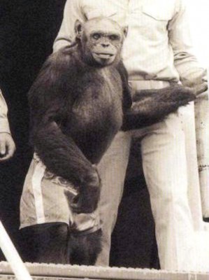 黑猩猩Oliver因為長相、行為舉止都很奇特，曾被懷疑是「猩猩人」。