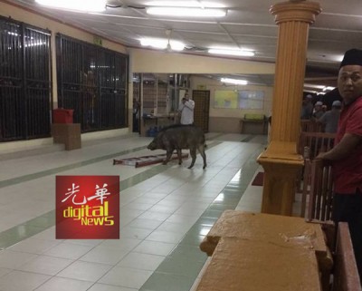 山猪闯入清真寺内,引骚乱。