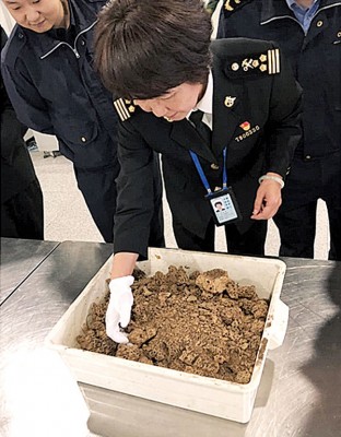 海关人员检查蚁巢。