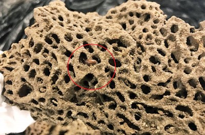 蚁巢上有蚂蚁(红圈示)不停爬动。