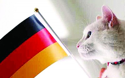 "神算猫"阿喀琉斯在上年洲际国家杯足球赛,4会命中3会,尚成功预言德国队夺冠。(得到自网络)