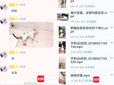 神州虐猫QQ不少,彼此分享虐猫影片令人头皮发麻。