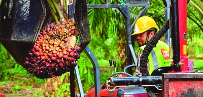crude palm oil 02