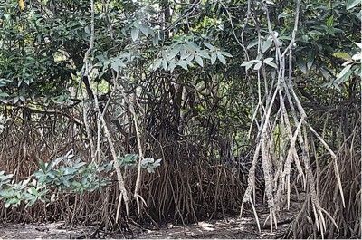 原始的峇眼拉浪红树林，可以“偶遇”平时难以看到的动物，比如水濑、猕猴和老鹰等等。