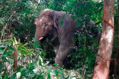 gajah1
