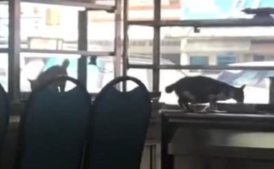 才园一家扁担饭店,震见流浪猫爬上食物台舔食物。