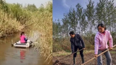 无为岛藏身在芦苇丛后(左),诸志松夫妇平时则忙于农务。