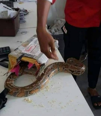 快递服务职员在仓库内打开包裹时,惊见蟒蛇窜出。(网络照片)